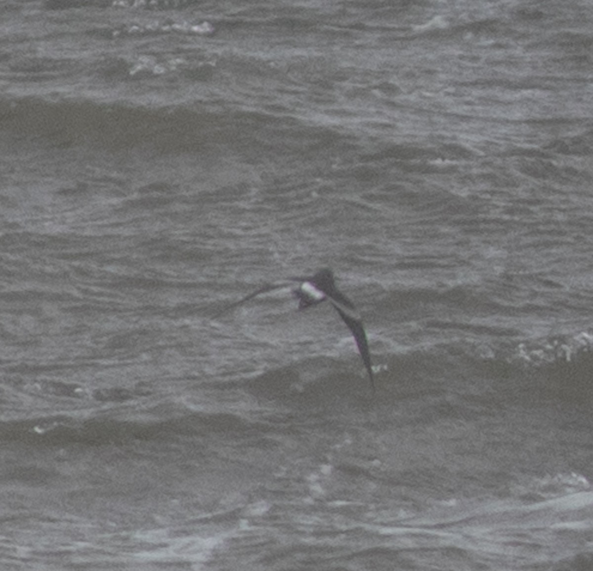 storm-petrel sp. - benny albro