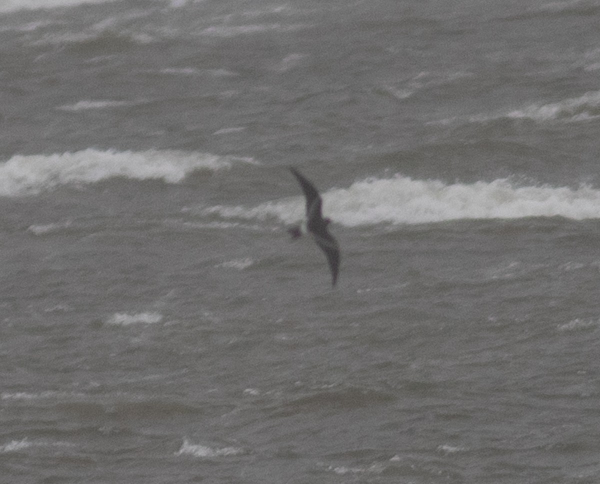 storm-petrel sp. - benny albro