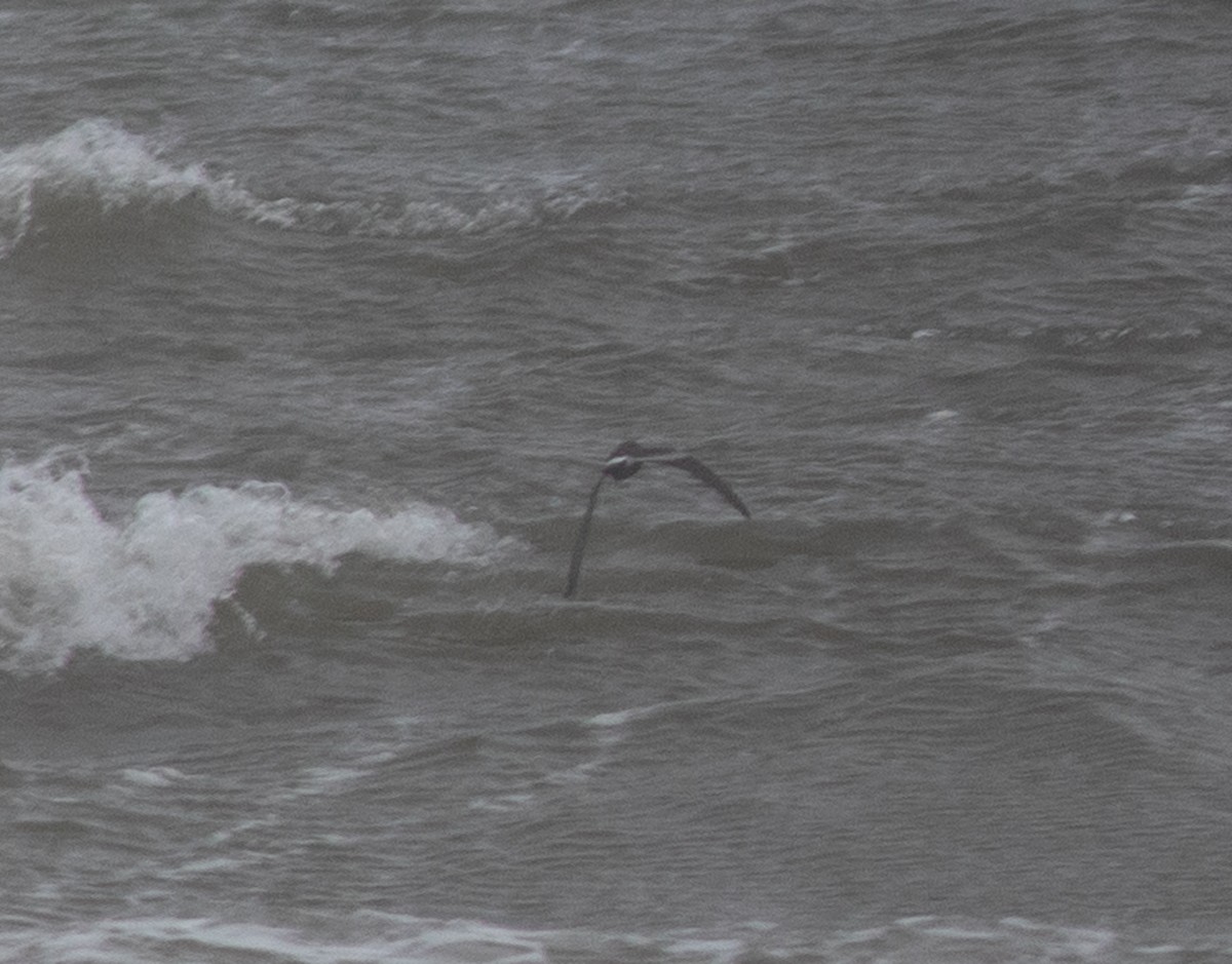 storm-petrel sp. - benny albro