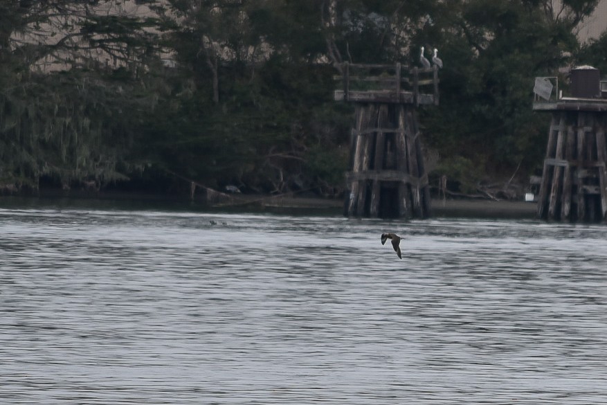 Parasitic Jaeger - ML608904636