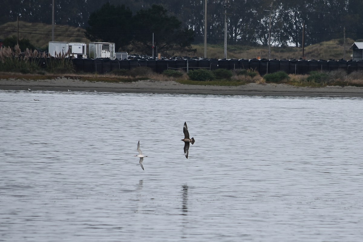 Parasitic Jaeger - ML608904637