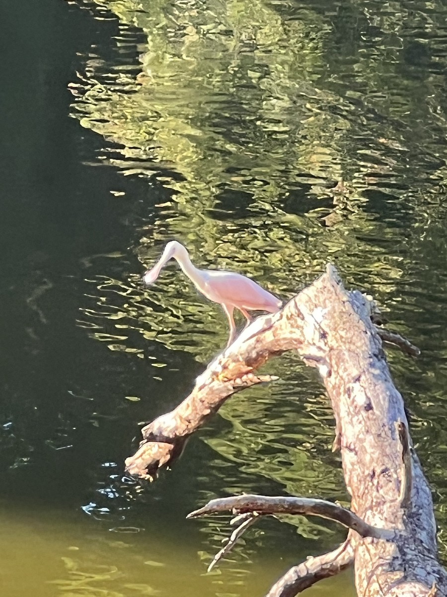 Roseate Spoonbill - ML608904645