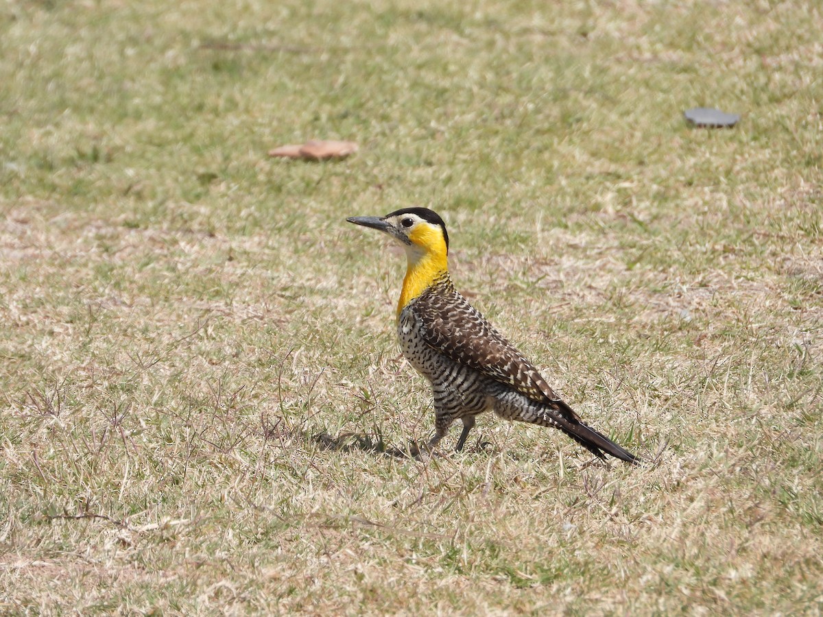 Campo Flicker - Más Aves