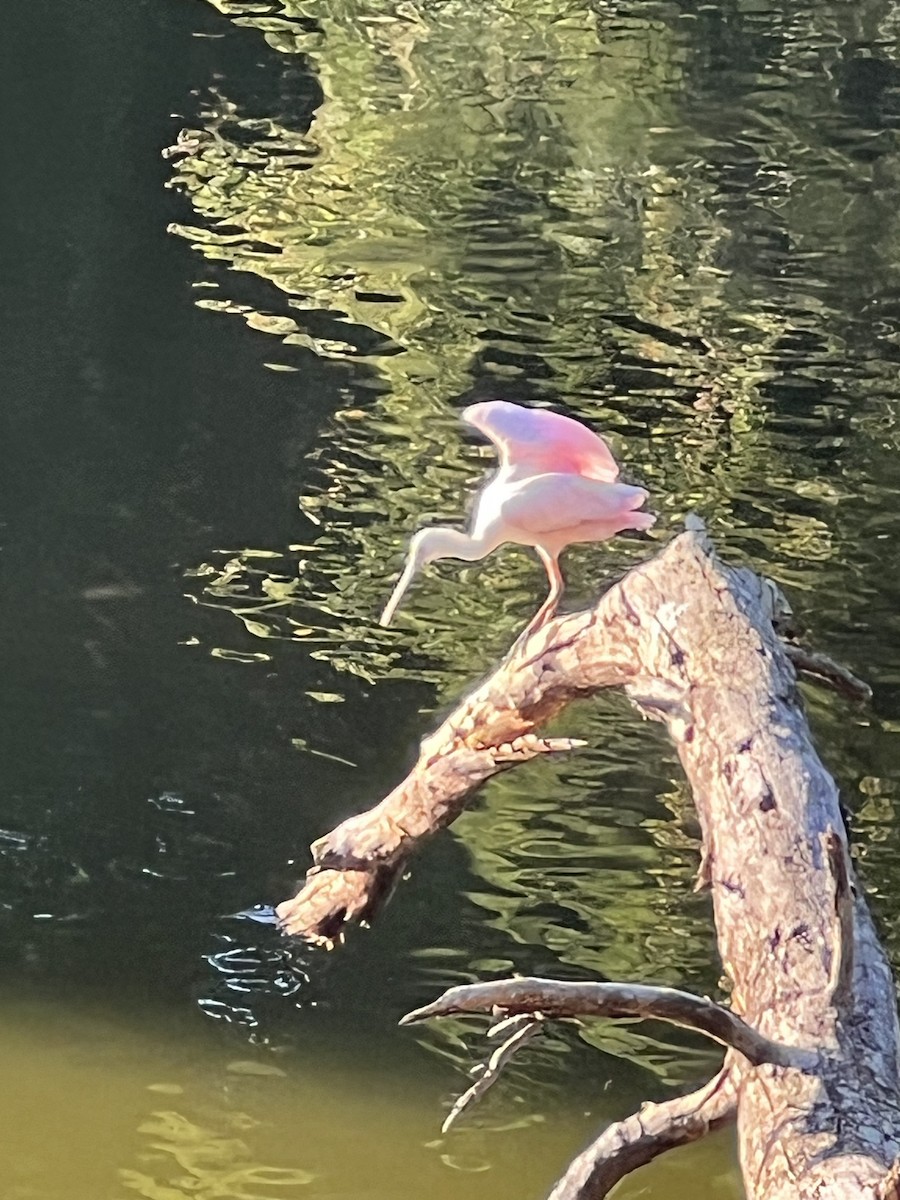 Roseate Spoonbill - Laura Mae