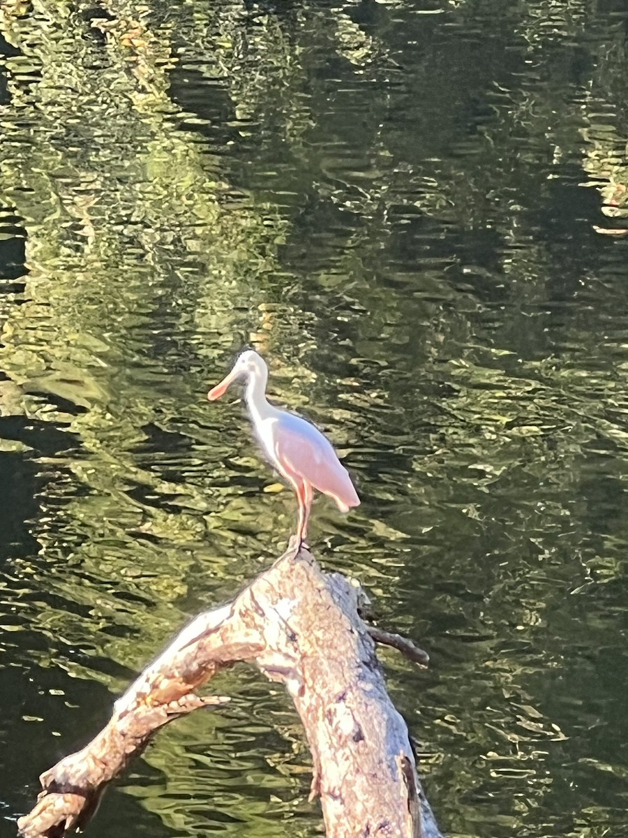 Roseate Spoonbill - Laura Mae