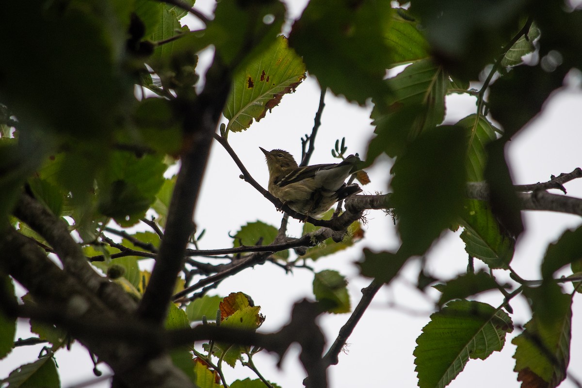 Blackpoll Warbler - Cedrik von Briel