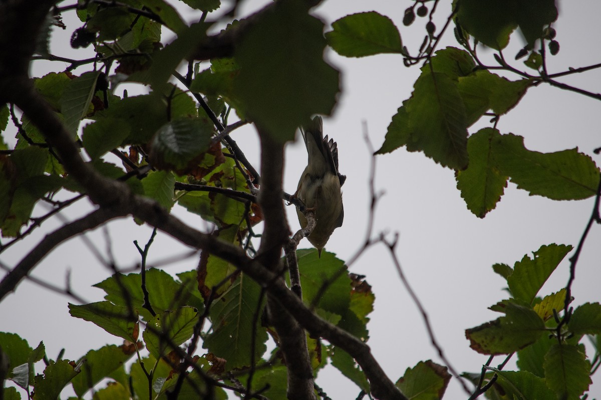 Blackpoll Warbler - Cedrik von Briel