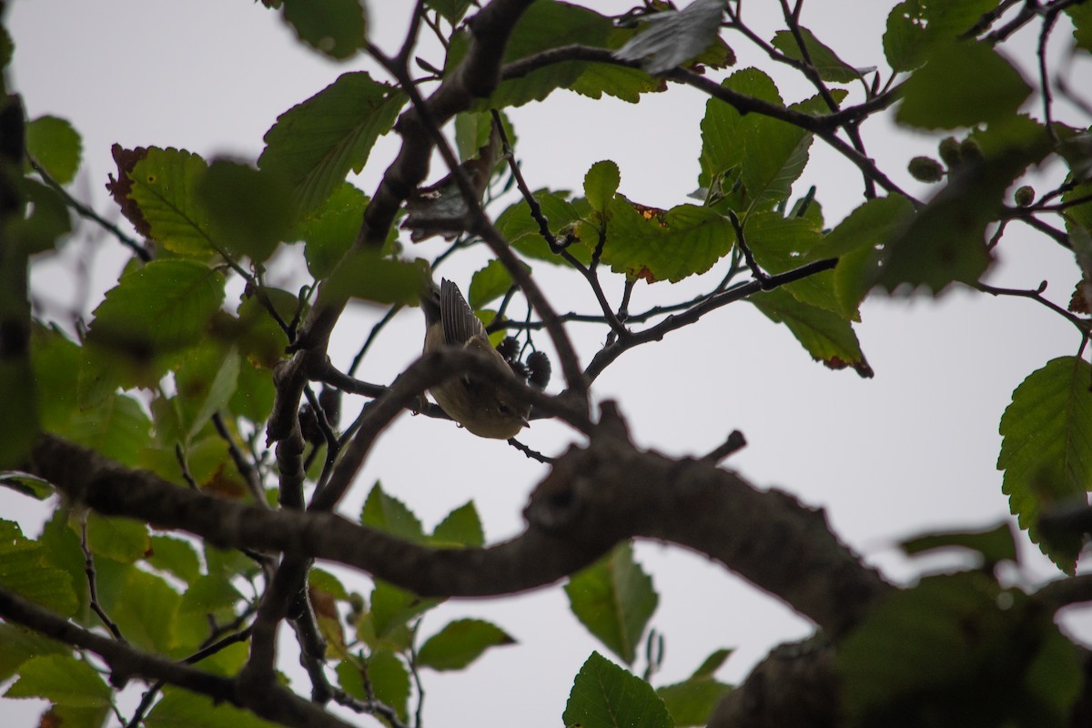 Blackpoll Warbler - ML608904701