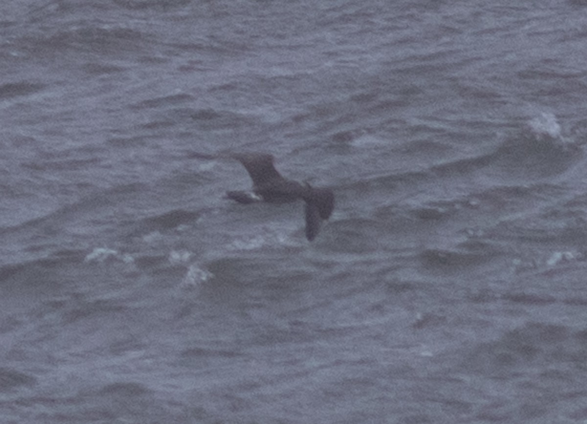 Parasitic Jaeger - benny albro