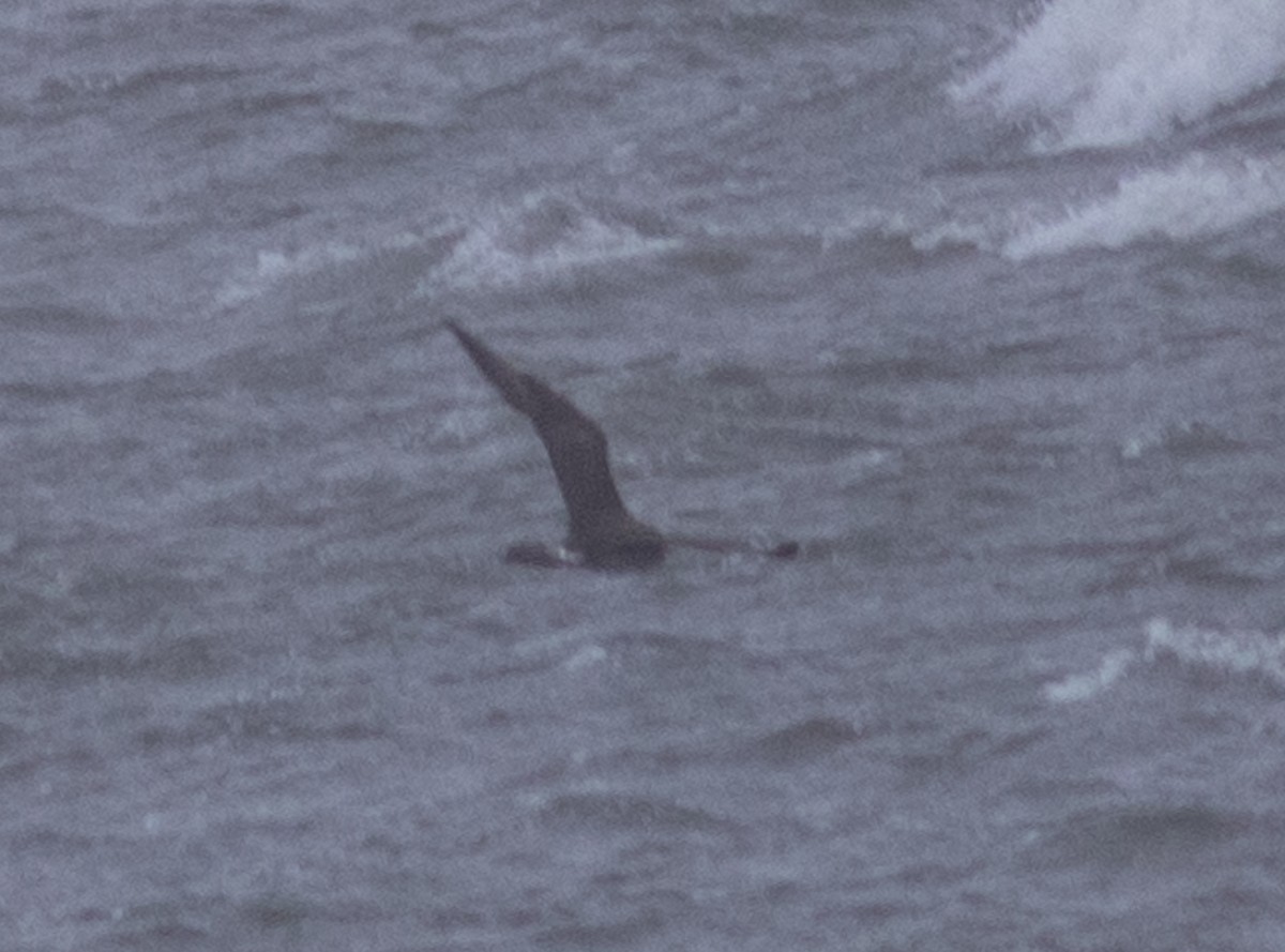 Parasitic Jaeger - benny albro