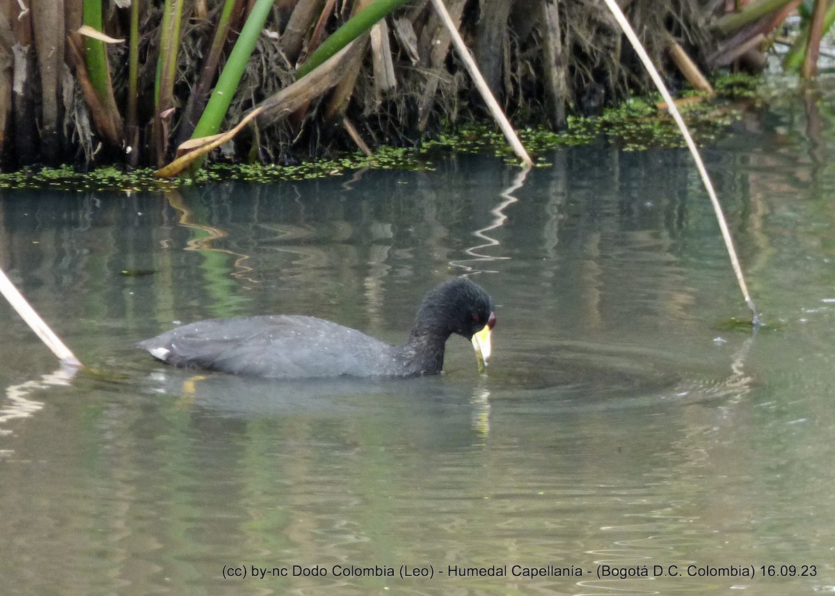 American Coot - Leonardo Ortega (Dodo Colombia)