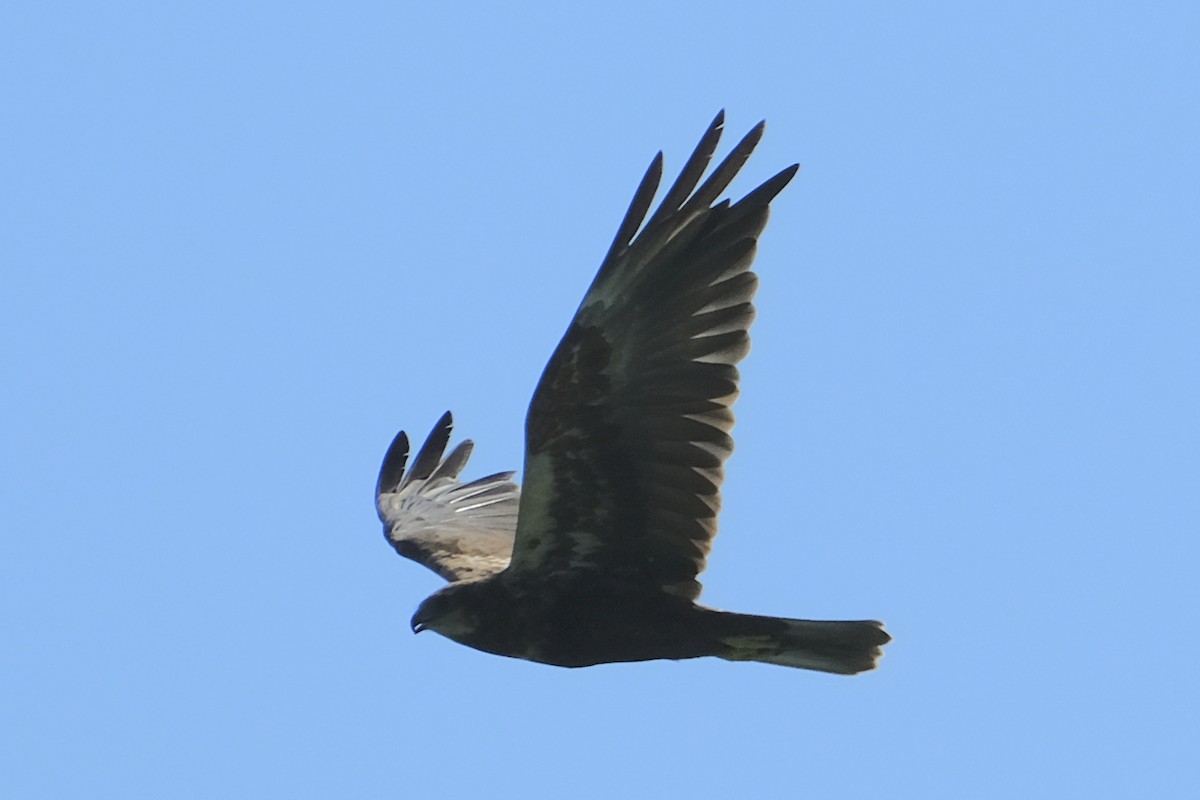 Western Marsh Harrier - ML608904814