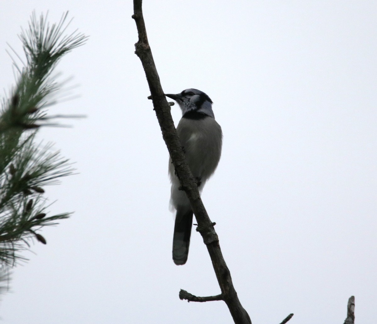 Blue Jay - ML608904887