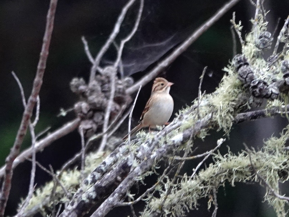 Clay-colored Sparrow - ML608904907