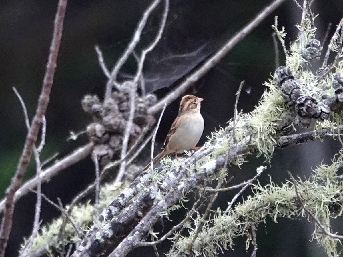 Clay-colored Sparrow - ML608904909