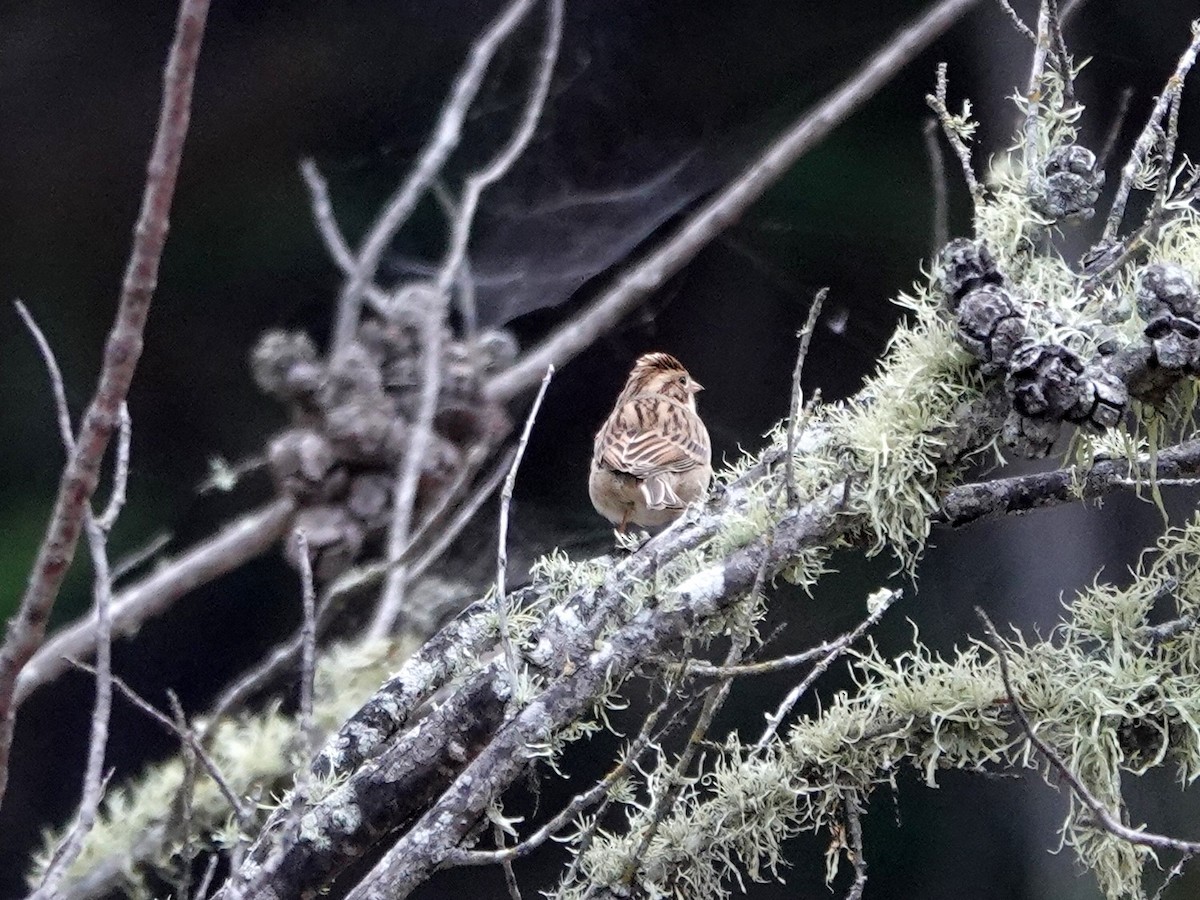 Clay-colored Sparrow - ML608904934