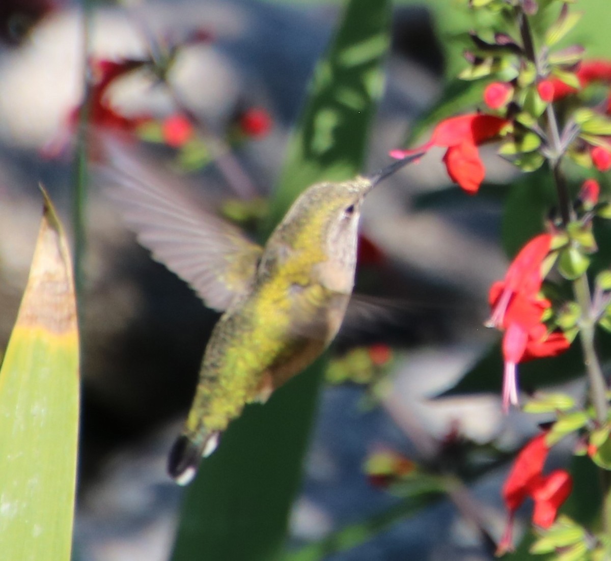 Broad-tailed Hummingbird - ML608904953