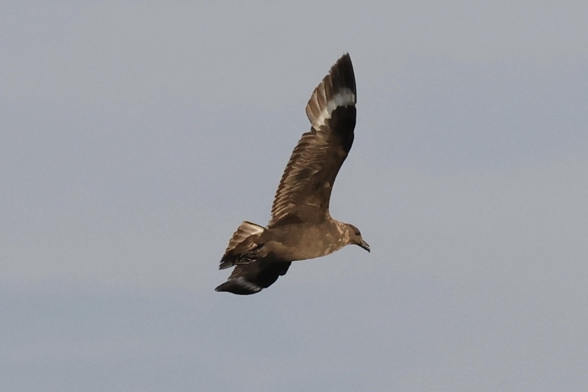 South Polar Skua - ML608904980