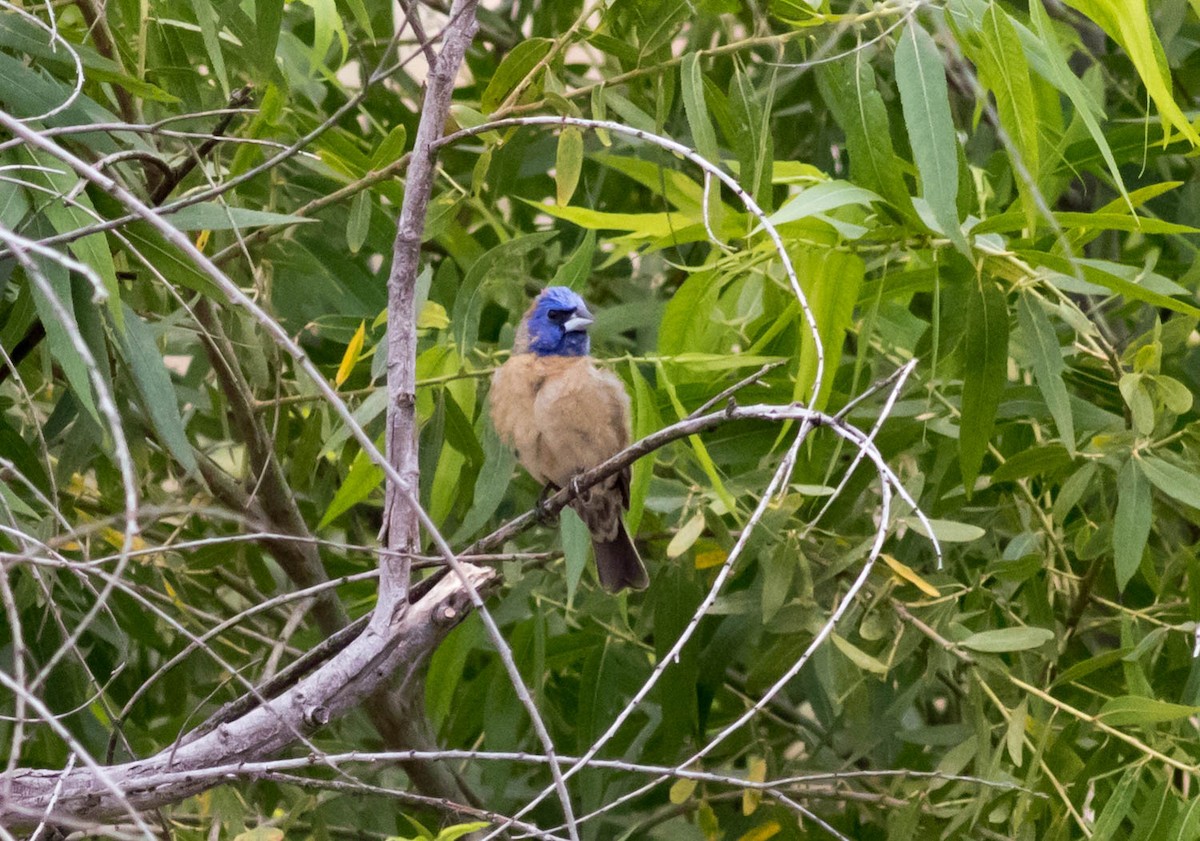 Blue Grosbeak - ML60890501