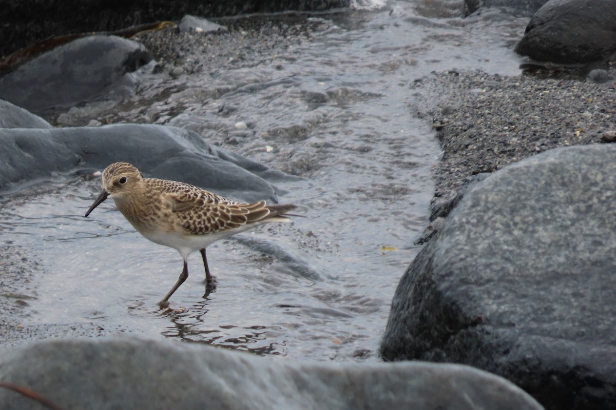 gulbrystsnipe - ML608905156