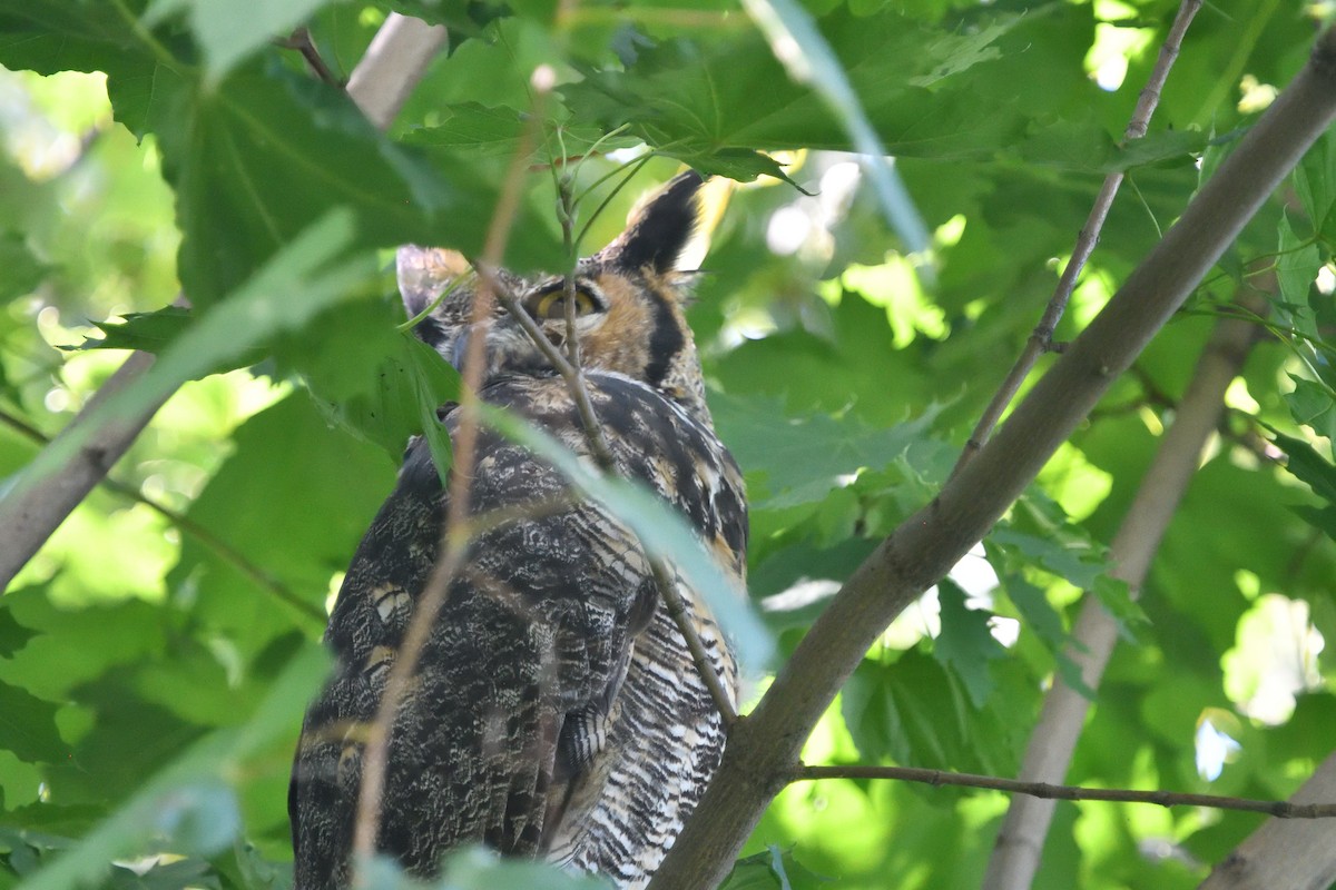 Great Horned Owl - ML608905256