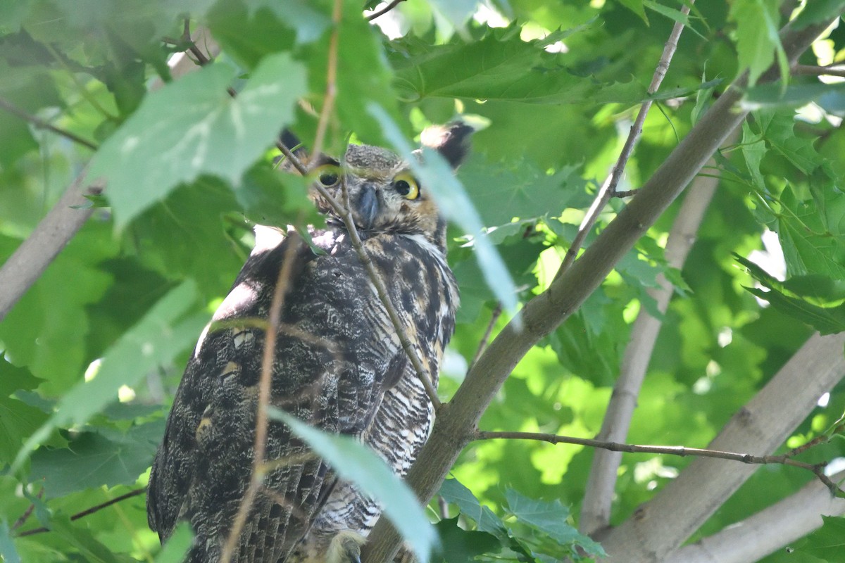 Great Horned Owl - ML608905257