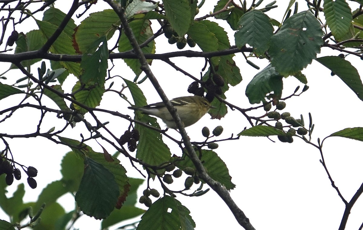 Blackpoll Warbler - Greg Gray