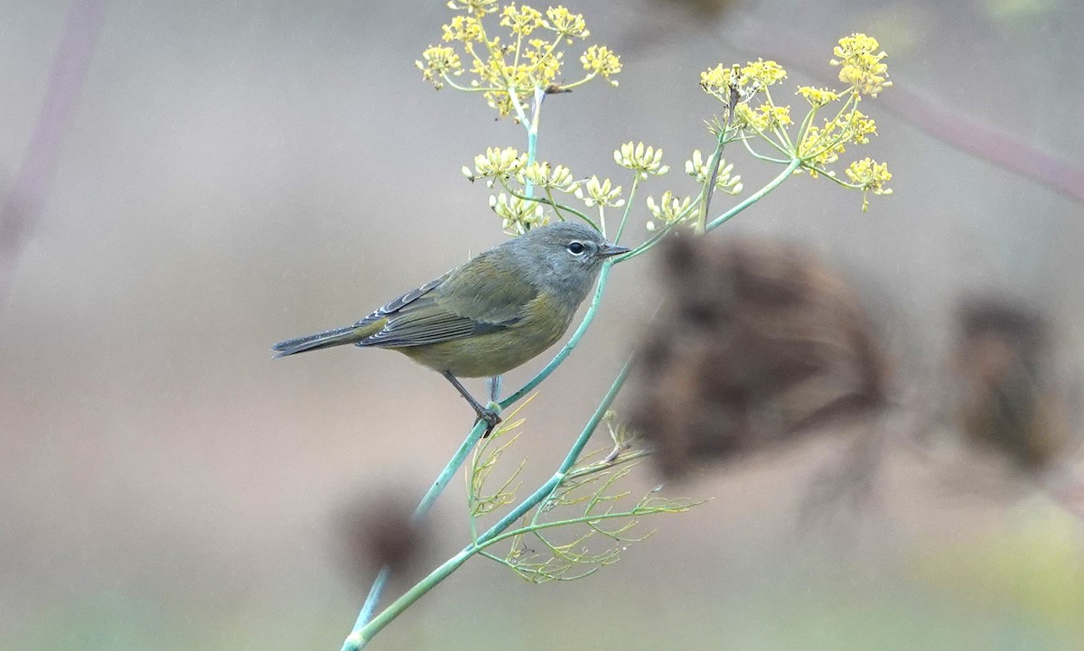 Orange-crowned Warbler (Gray-headed) - Greg Gray