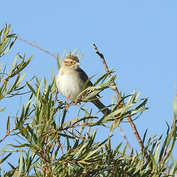 Clay-colored Sparrow - ML608905505