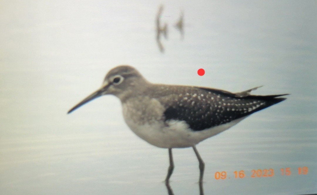 Solitary Sandpiper - ML608905647