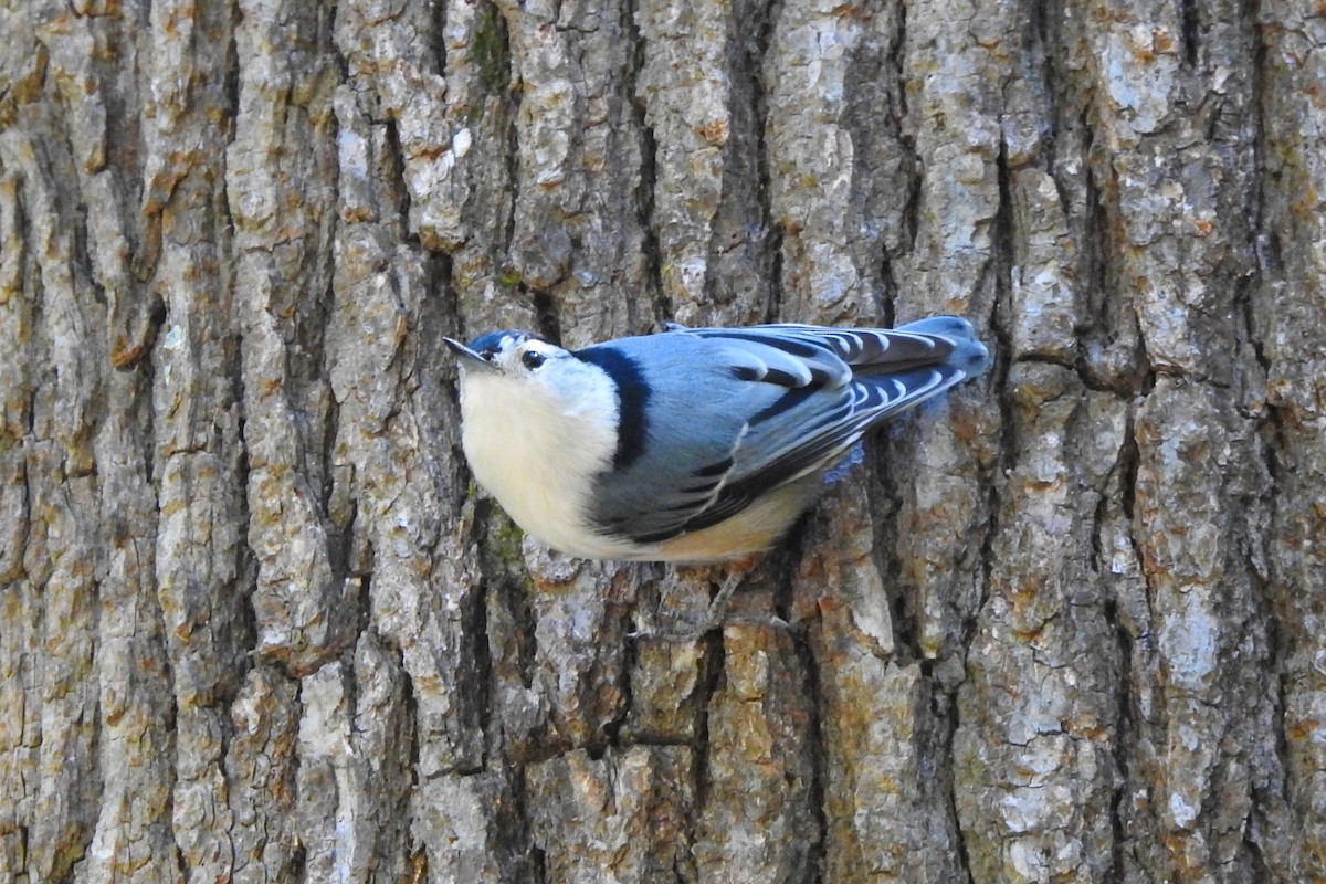 White-breasted Nuthatch - ML608905690