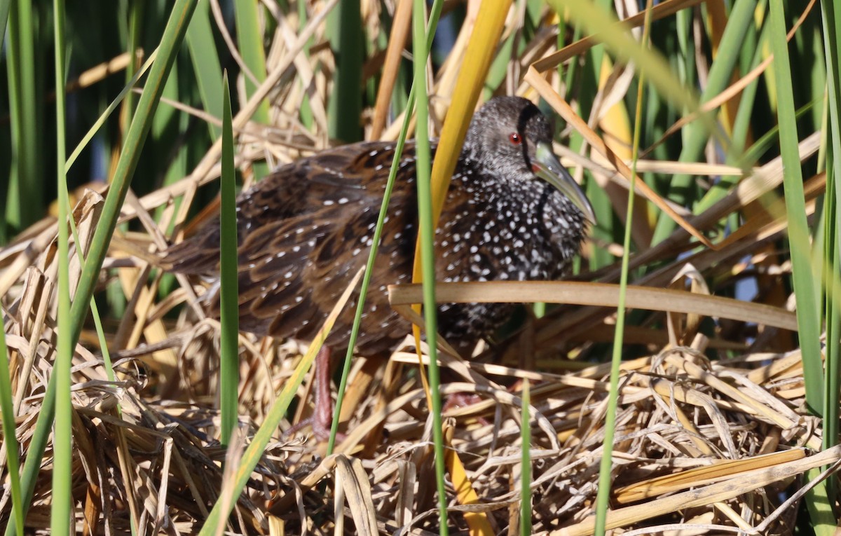 Spotted Rail - ML608905787