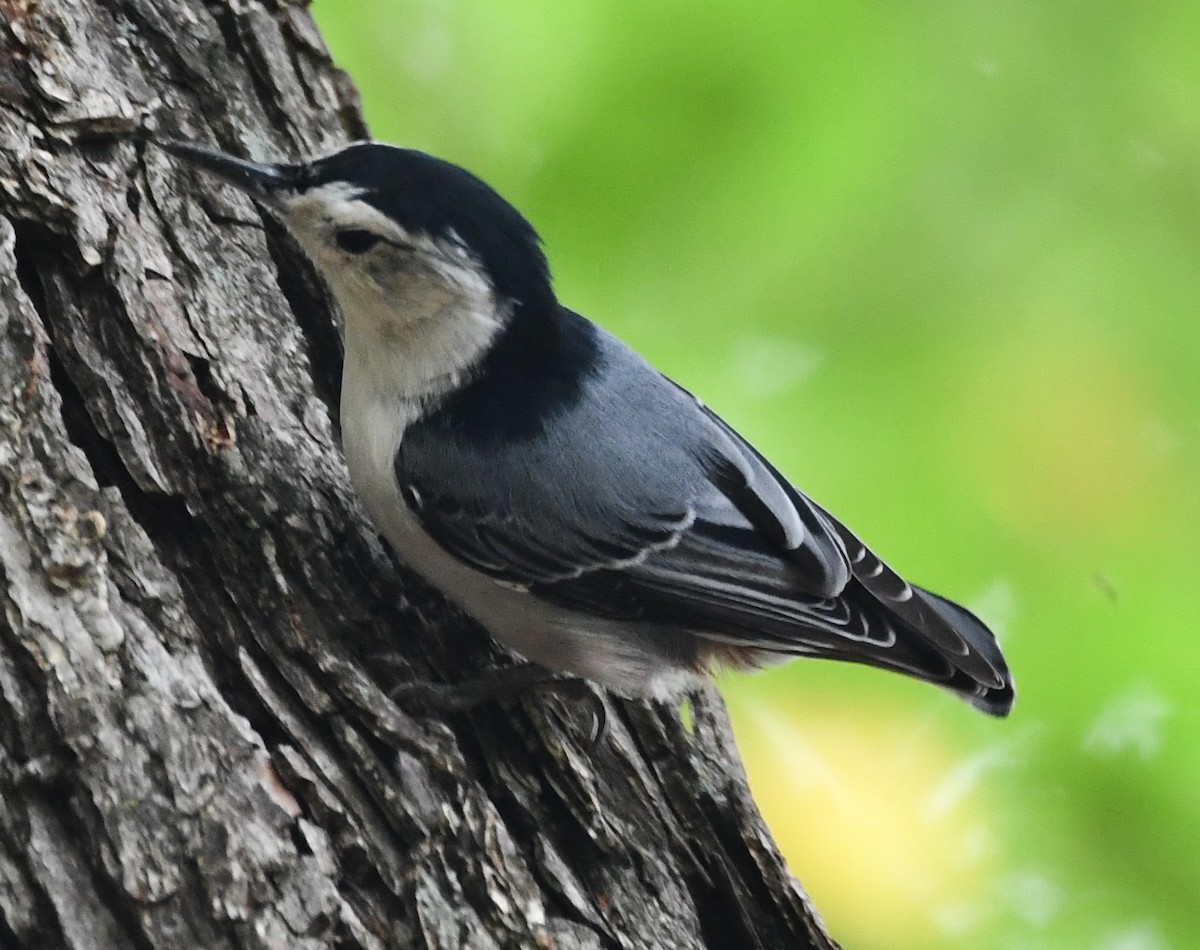 White-breasted Nuthatch - M.K. McManus-Muldrow