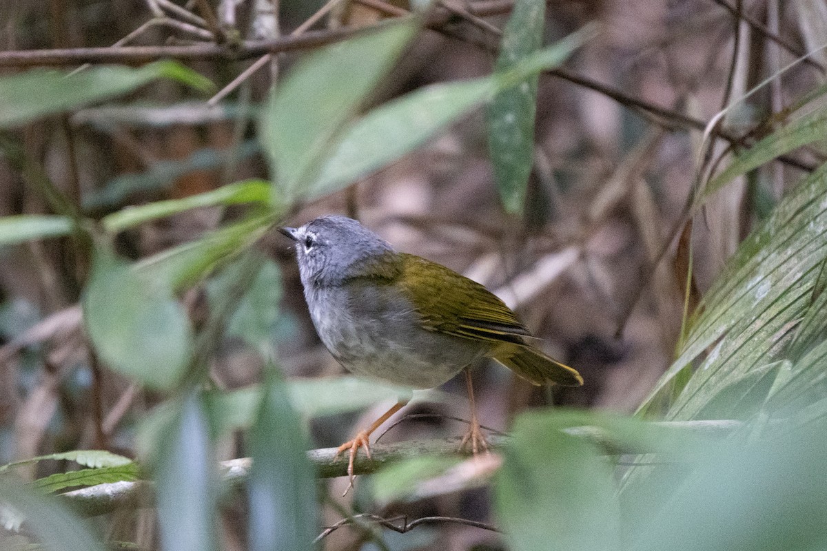 White-browed Warbler - Flavio Duarte