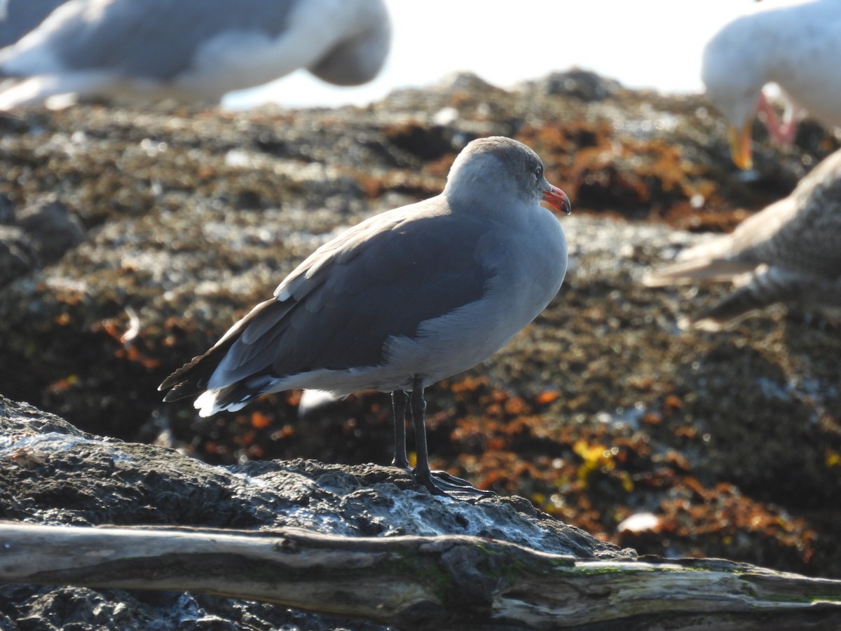 Heermann's Gull - ML608905851