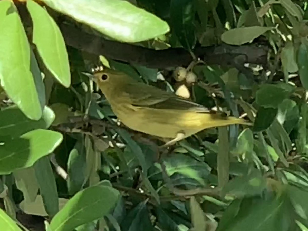 Northern Yellow Warbler - ML608905875