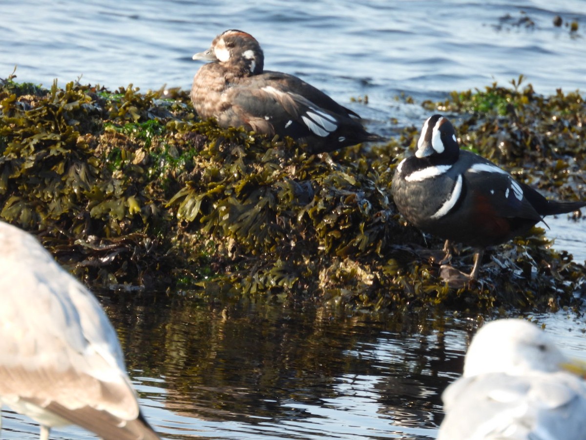 Harlequin Duck - ML608905877