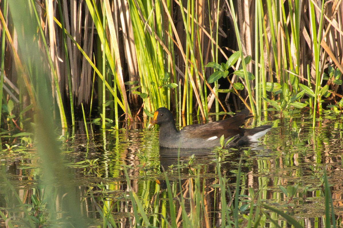 Gallinule d'Amérique - ML608905908