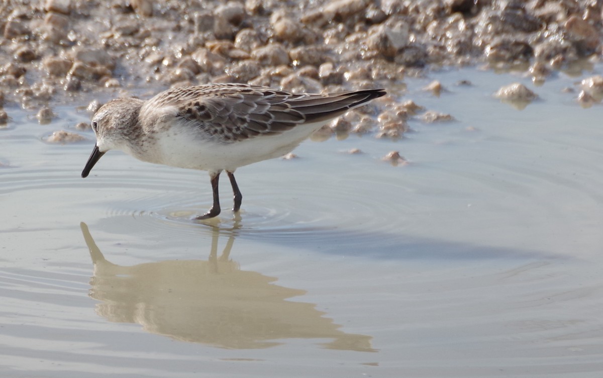 Semipalmated Sandpiper - ML608905973