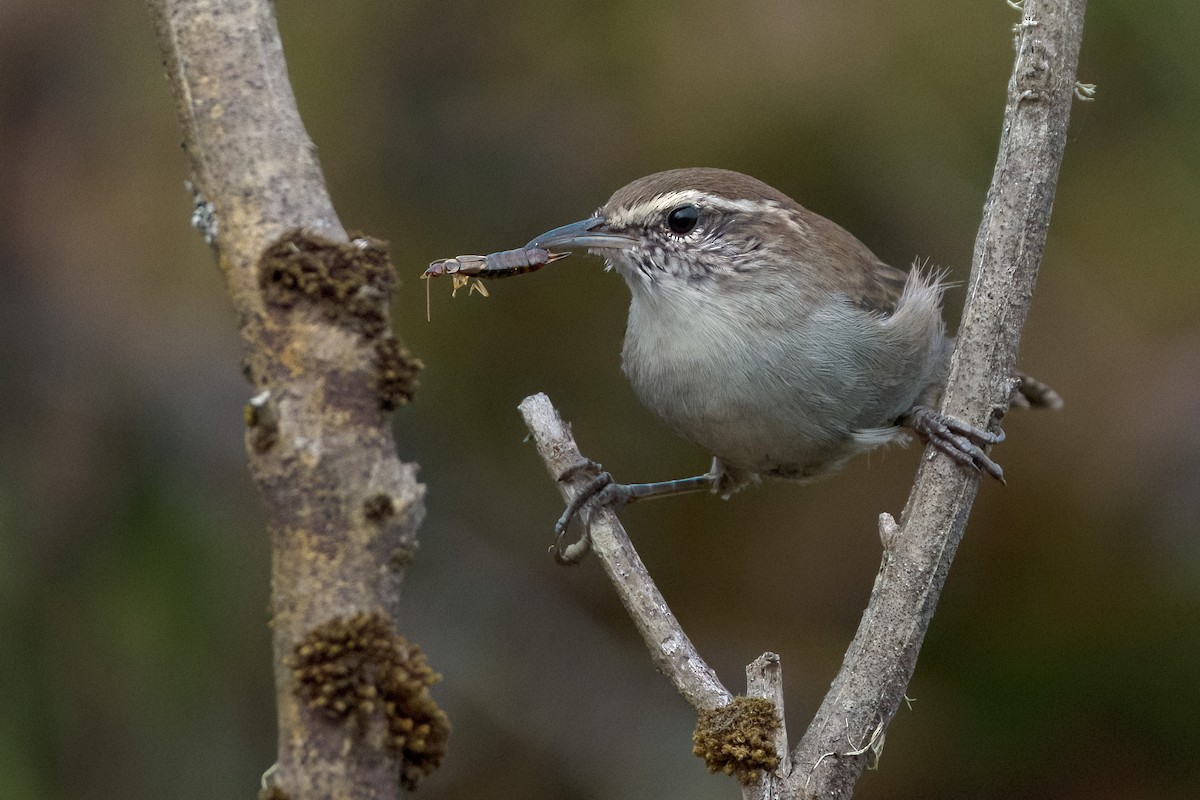 Bewick's Wren - ML608905990