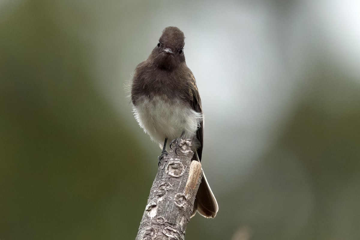 Чёрный фиби - ML608906016