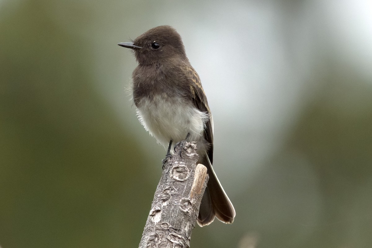 Чёрный фиби - ML608906018