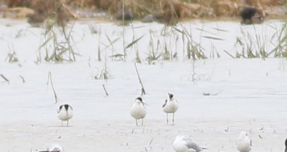 Avocette élégante - ML608906019