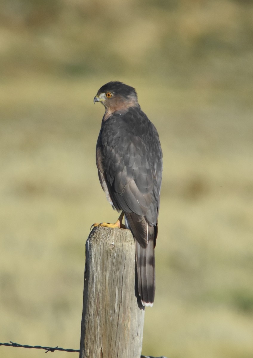 Cooper's Hawk - ML608906093