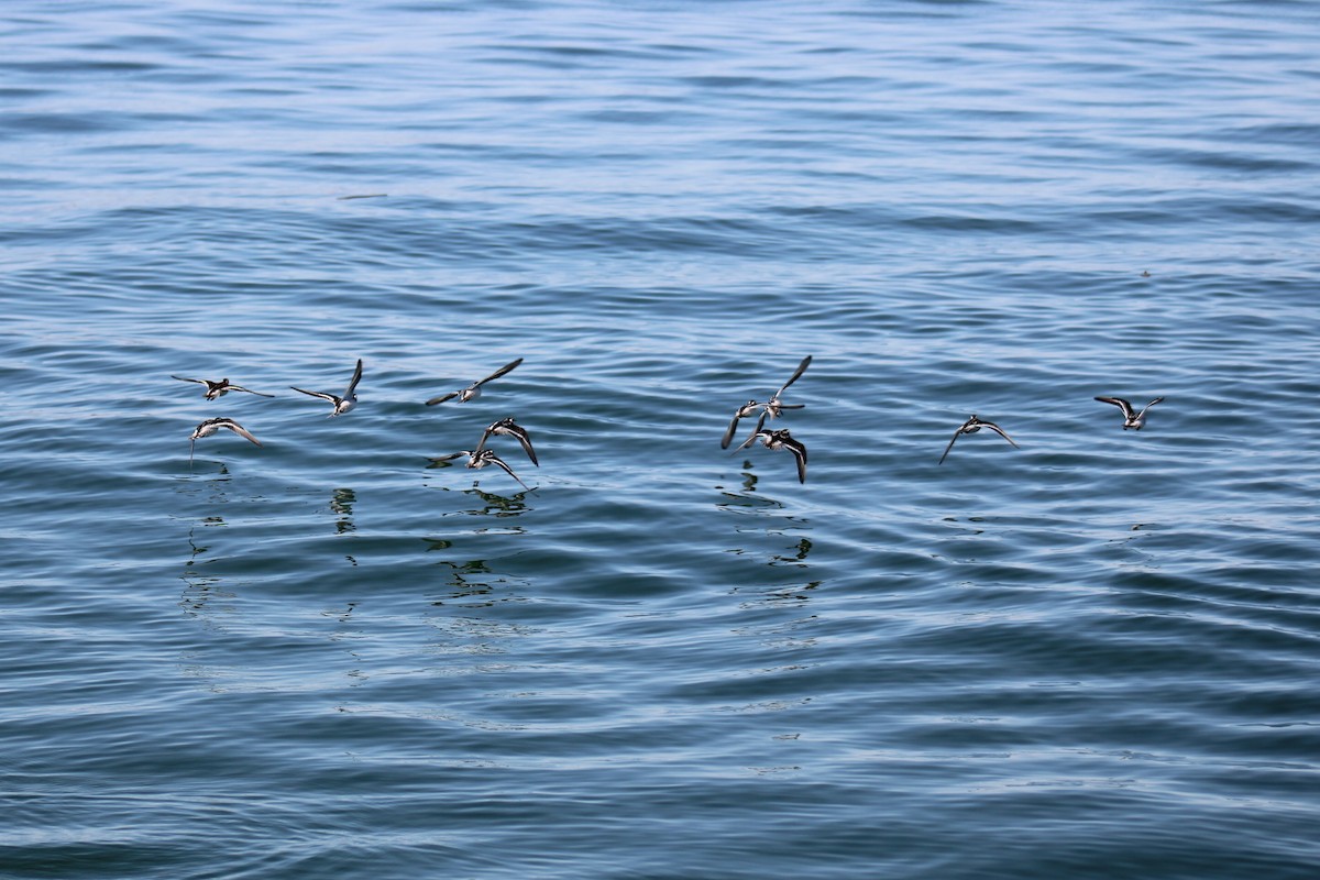 Phalarope à bec étroit - ML608906105