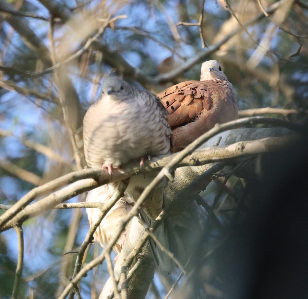 Ruddy Ground Dove - ML608906134