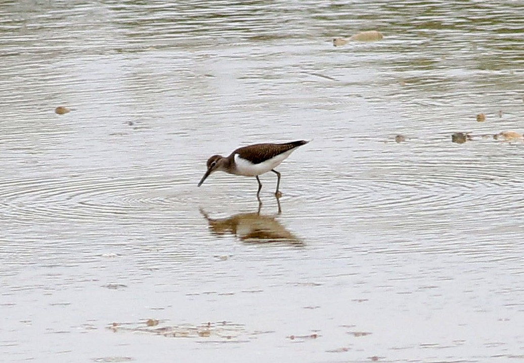 Common Sandpiper - ML608906145