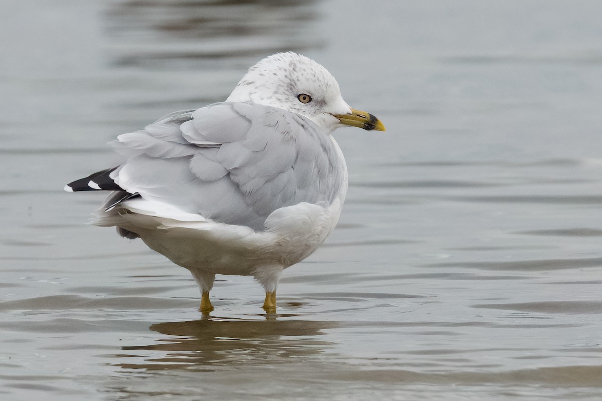 Ring-billed Gull - ML608906161