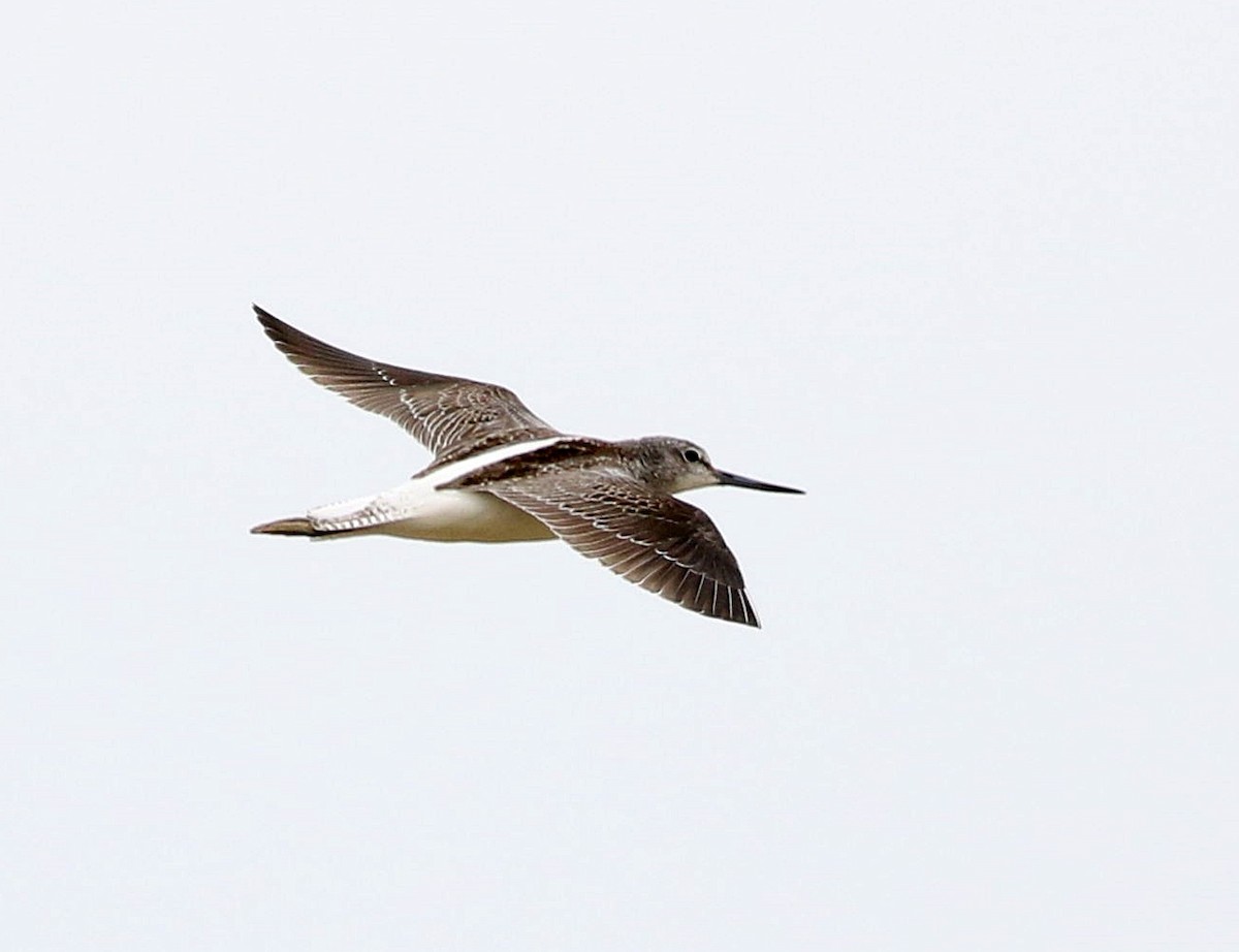 Common Greenshank - Miguel García