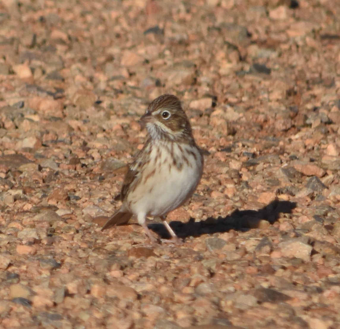 Vesper Sparrow - ML608906292